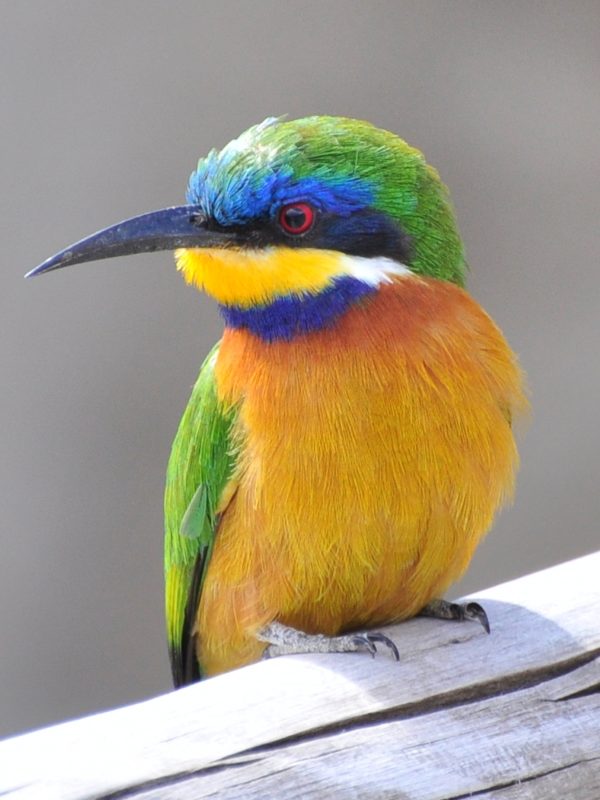 Bird Bird