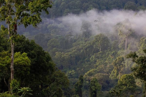 Coffee Natural Forest Coffee Natural Forest