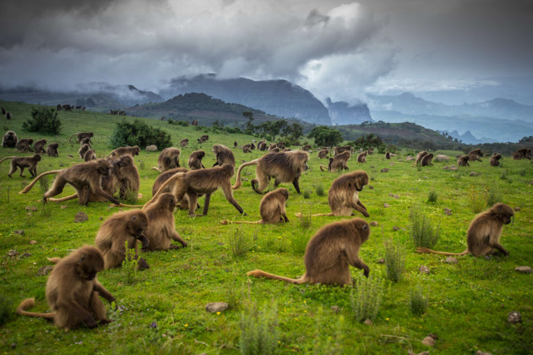 simien_1 simien_1