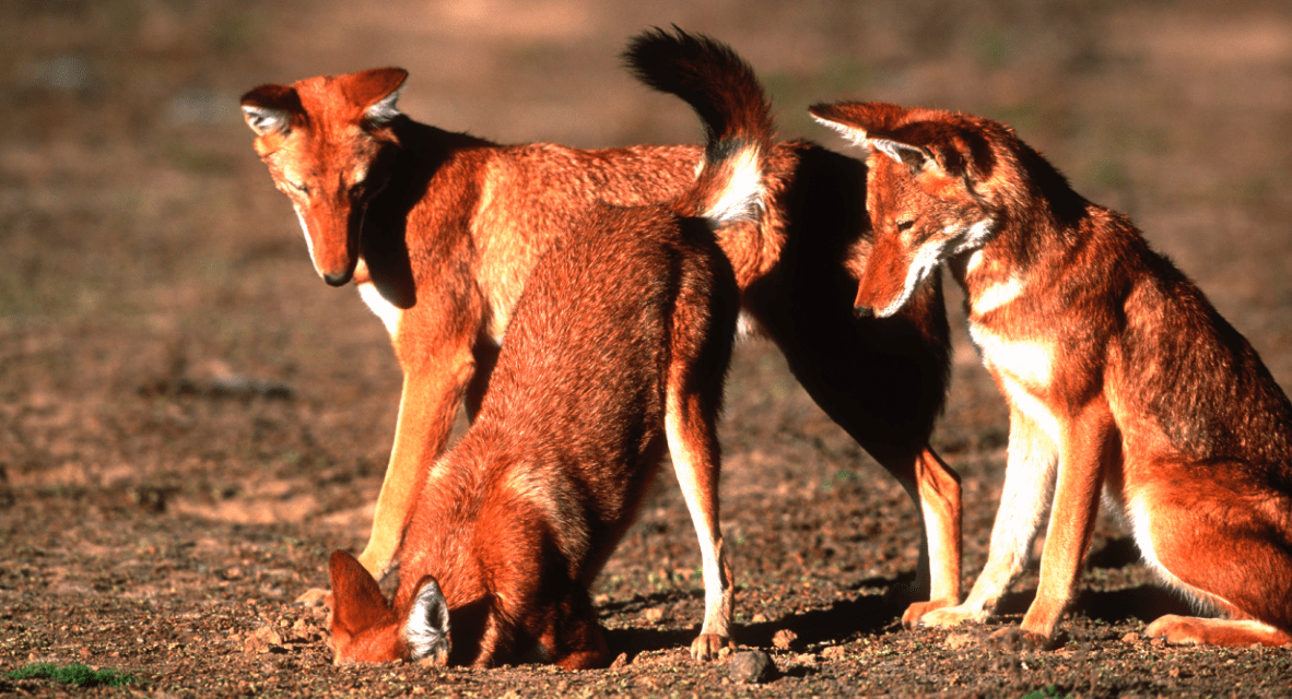 Wolves